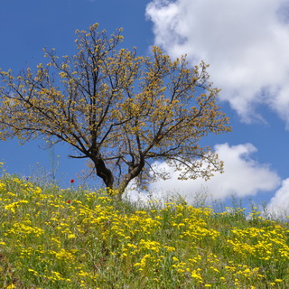 Cappadocia - Fruit tree with blossoms